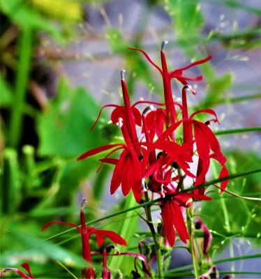 Scarlet Lobelia or Cardinal Flower