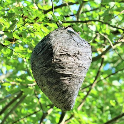 A huge baldfaced hornets nest