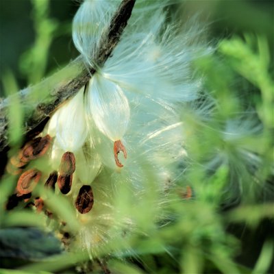 Milkweed seeds taking to the wind