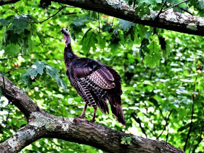 A turkey hen high up in an oak tree