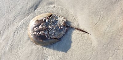 Horseshoe Crab -Limulus polyphemus