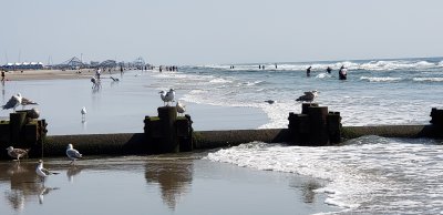 It is always a sad day when vacation is over. The seagulls did not mind. 
