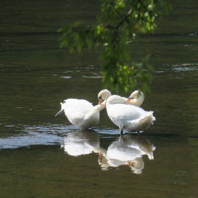 Too many necks - Swan Lake Ballet