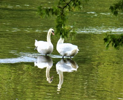 Two Swans - One Head