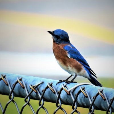 Bluebirds seem to love the proximity to the airport