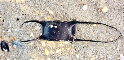 A mermaid's purse - chondrichthyes