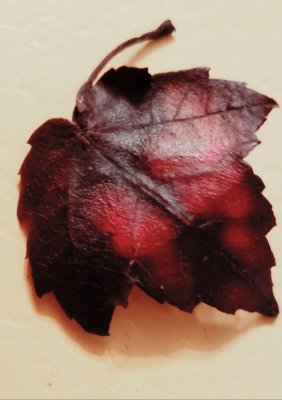 A little dark red leaf