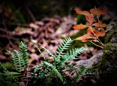 Fern among leaves