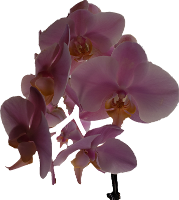 My Birthday Orchids