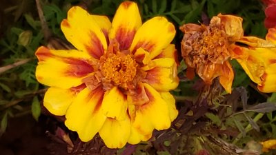 Glorious Golden Marigolds