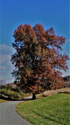 A mighty pin oak -  quercus palustris