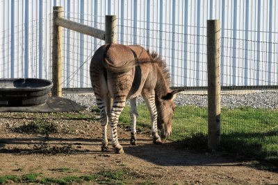 A Zonkey or Braesel