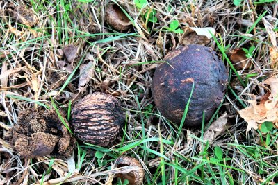 Black Walnuts (juglans nigra) on the Ground