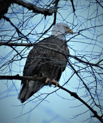 Yes, we do have bald eagles here in New Jersey.