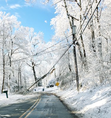 Broken tree limbs