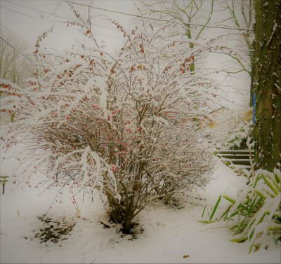 A mellow snow day