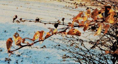 Thorny Barberry Branch Covered in Ice