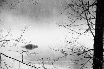 Fog Is Rolling In