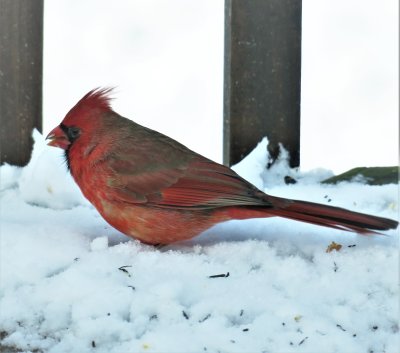 Cardinal in Winter Setting