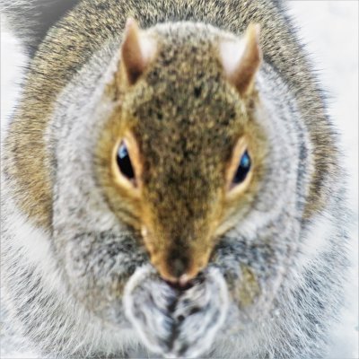 Eastern Grey Squirrel Up Close