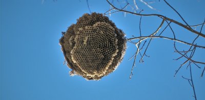 Bees Nest in Winter