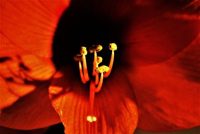 Amaryllis Blossom Close-Up