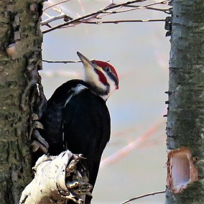 Pileated Woodpecker at Work