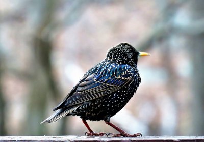Common - yet very colorful starling