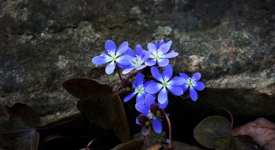 Hepaticas are making their appearance