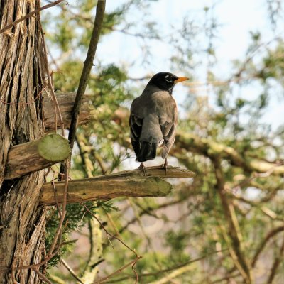 American robin in a hemlock tree