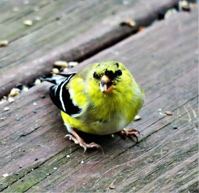 Molting Season for American Goldfinches