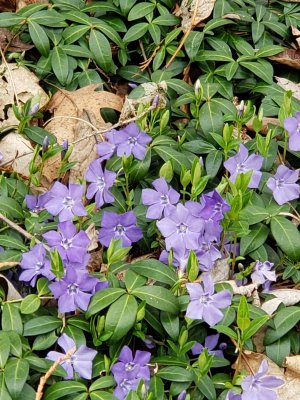 They call me Vinca or Periwinkle 