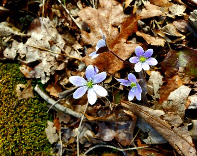 One can never find too many hepaticas.
