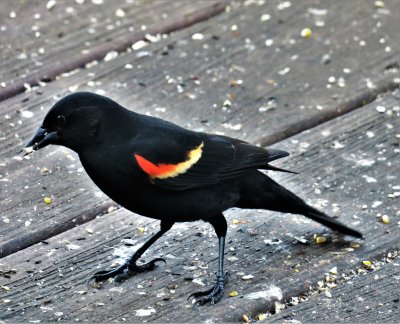 Passerine  Red Winged Blackbird