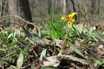 Wild Trout Lily