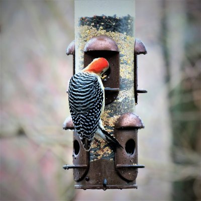 Red-bellied Woodpecker - melanerpes carolinus