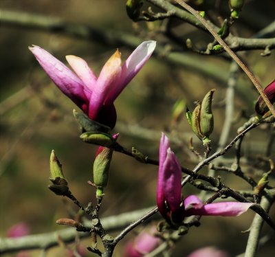 Freeze effects on magnolia blossoms