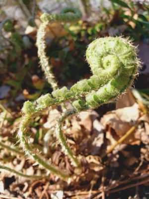 It is fiddlehead fern time again in Northern New Jersey