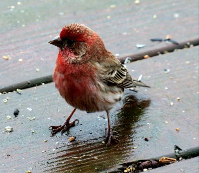 Red finch - male