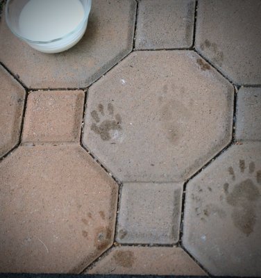 Raccoon foot prints on our stoop