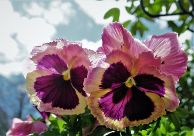 Cold pansies looking to get inside.