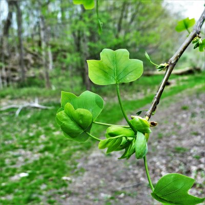 Young Tulip Tree Leaves