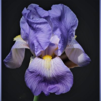 Iris