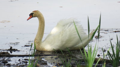 Angry Mute Swan (male)