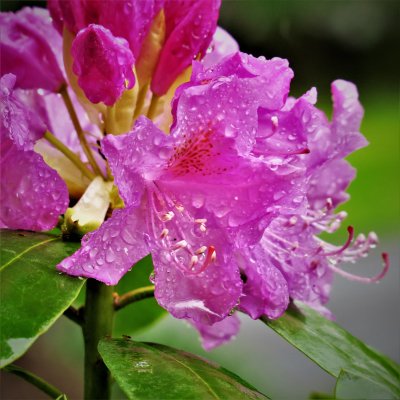 Spring Rain on Rhododendron Blossom