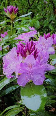 Spring is here and the rhododendron are blooming