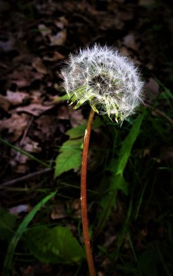 There has to be a dandelion.