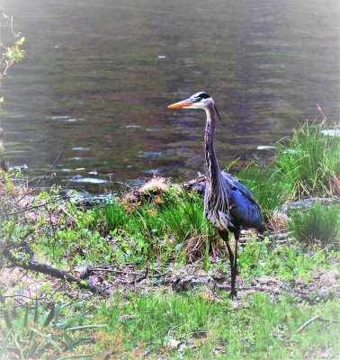 Great Blue Heron - male