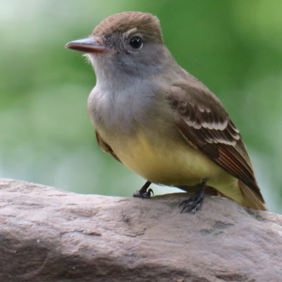 Welcome to our neighborhood, great crested flycatcher.