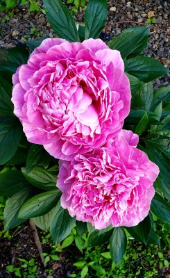 My pink peonies